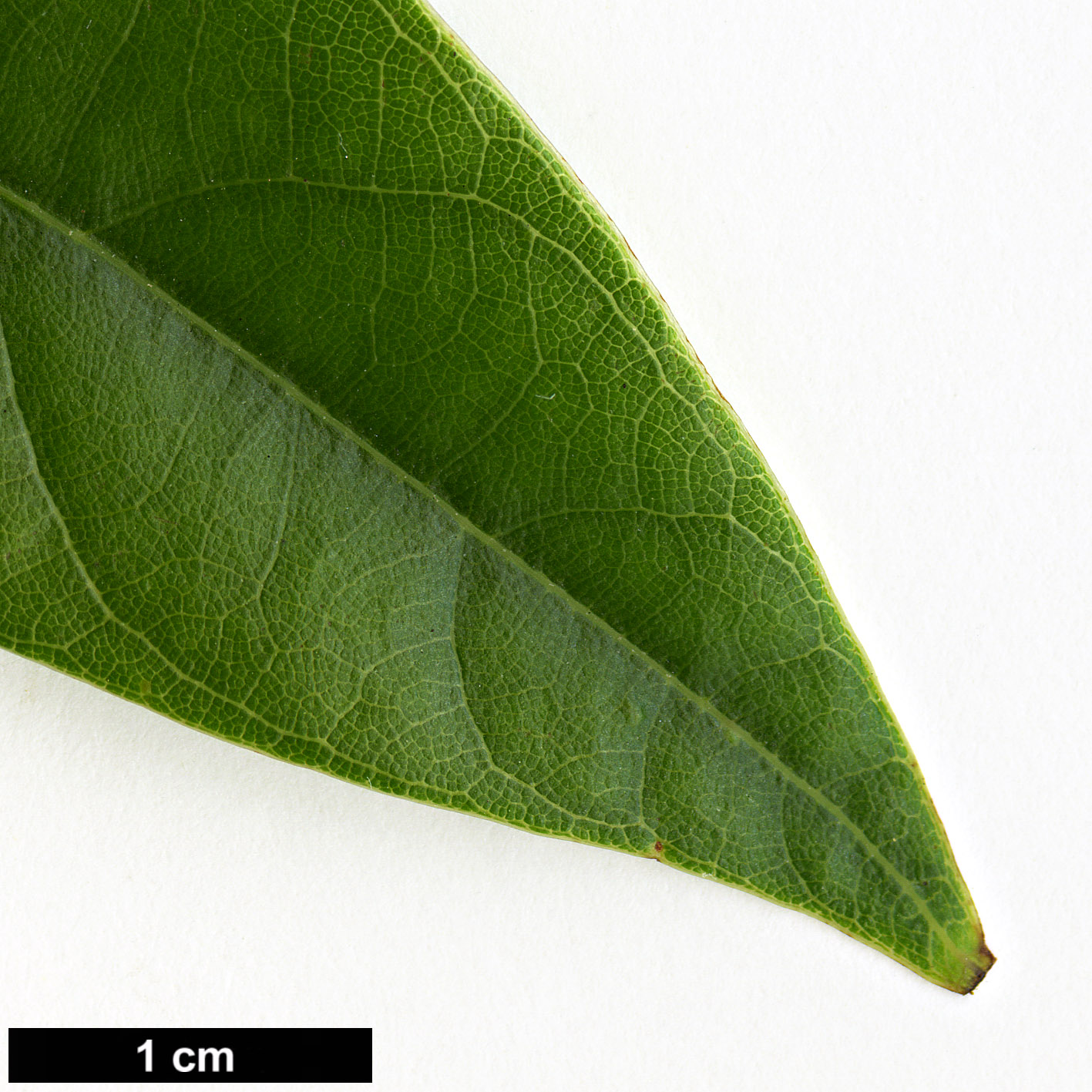 High resolution image: Family: Fagaceae - Genus: Lithocarpus - Taxon: brevicaudatus